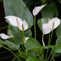 白掌的花語寓意是什么呢？
